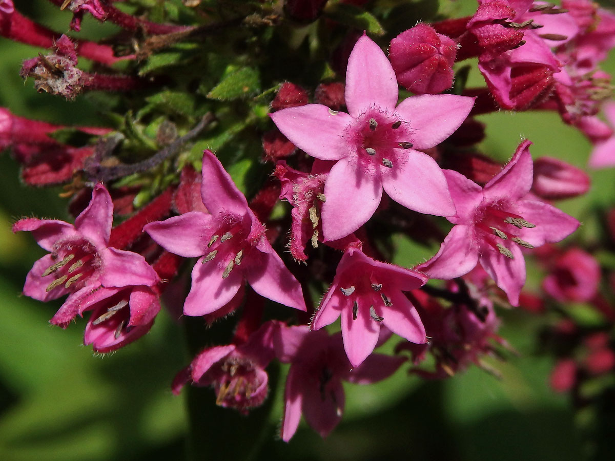 Pětkovec (Pentas lanceolata (Forssk.) Deflers)