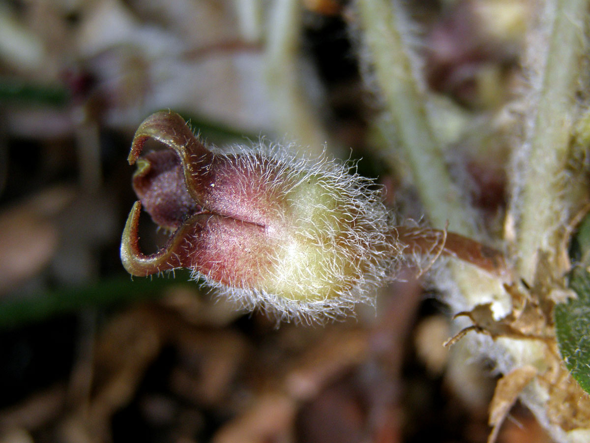 Kopytník evropský (Asarum europaeum L.)