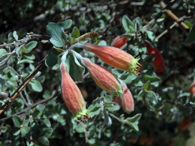 Uzlenec (Combretum grandidieri Drake)