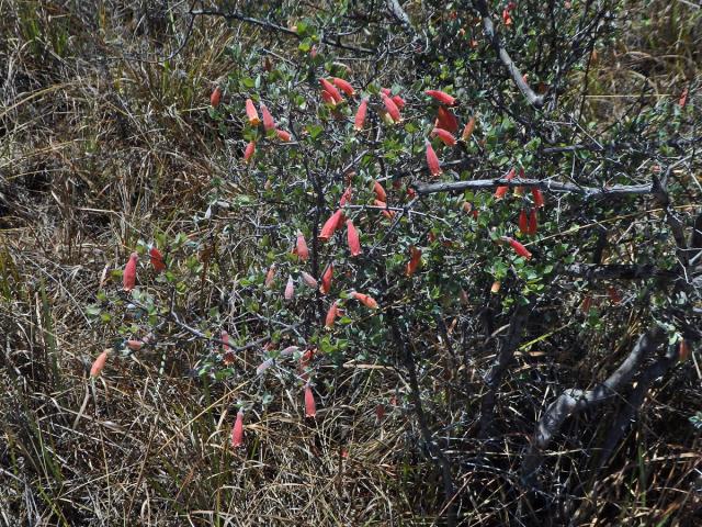 Uzlenec (Combretum grandidieri Drake)