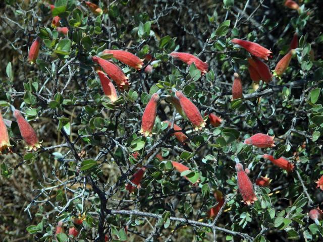 Uzlenec (Combretum grandidieri Drake)