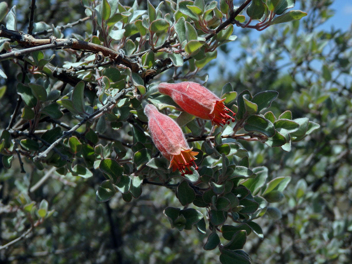 Uzlenec (Combretum grandidieri Drake)