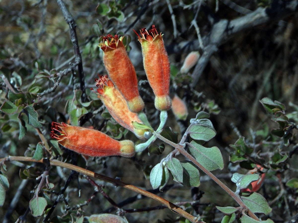 Uzlenec (Combretum grandidieri Drake)