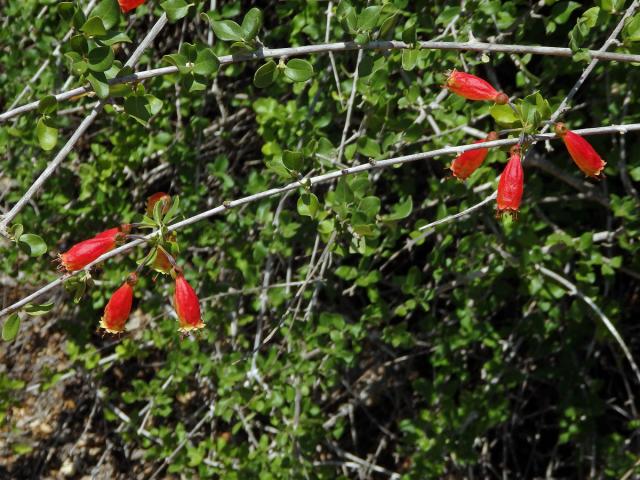 Uzlenec (Combretum grandidieri Drake)