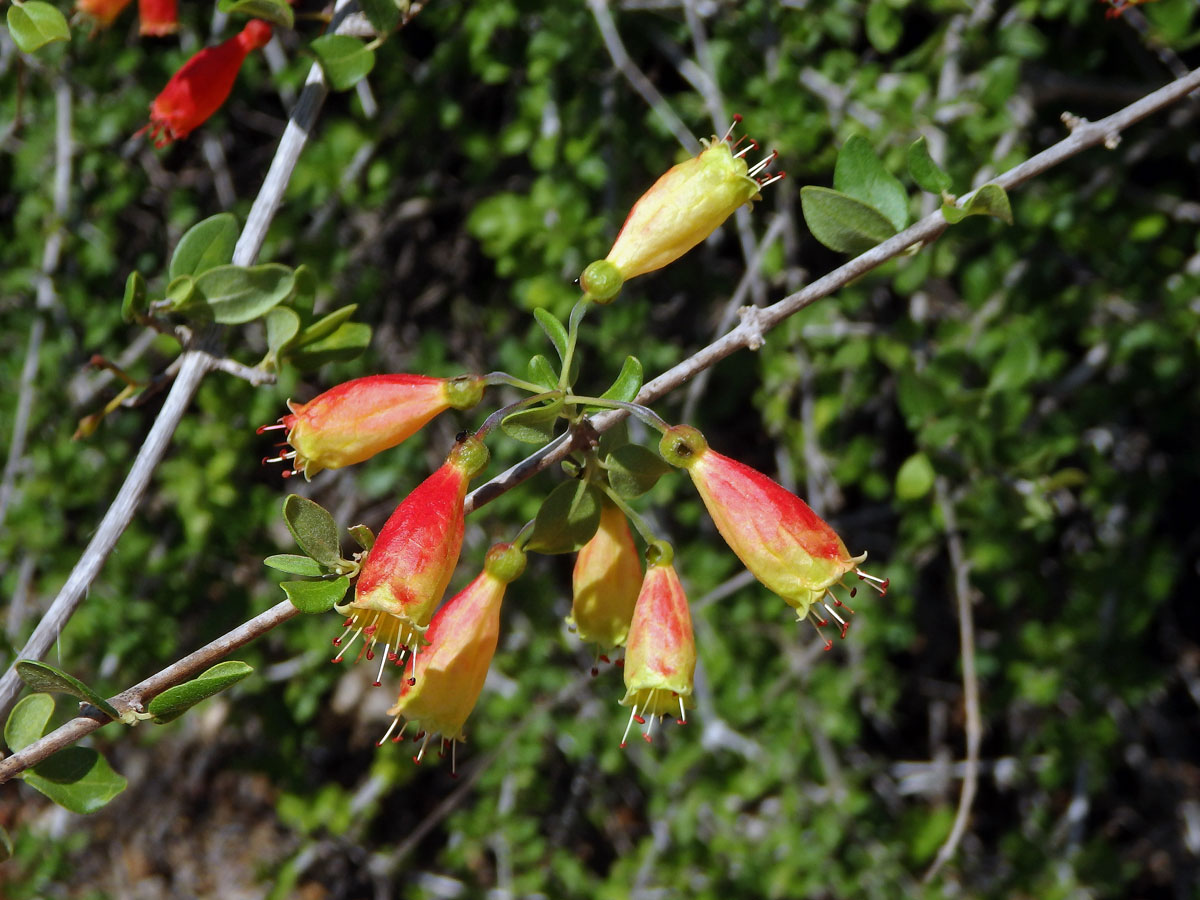 Uzlenec (Combretum grandidieri Drake)