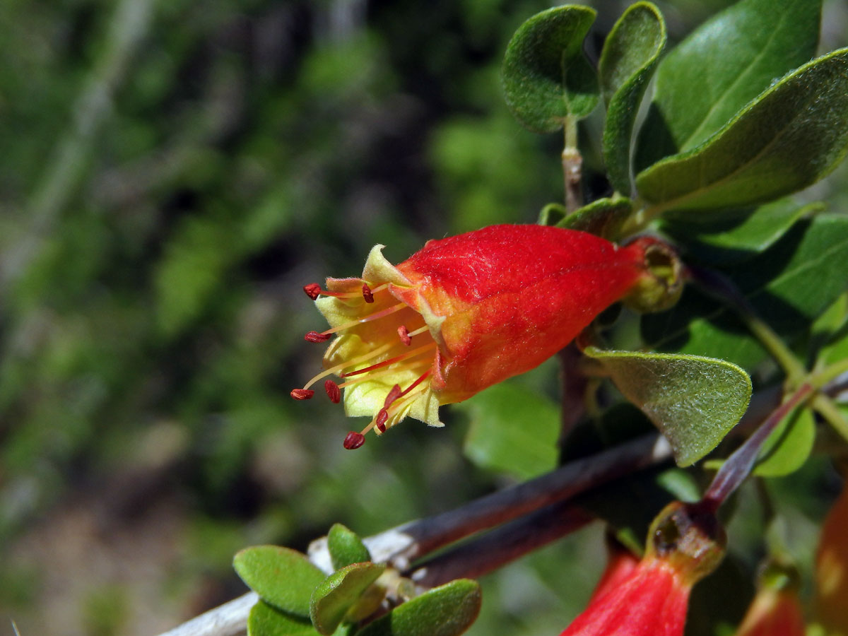 Uzlenec (Combretum grandidieri Drake)