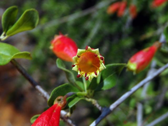 Uzlenec (Combretum grandidieri Drake)