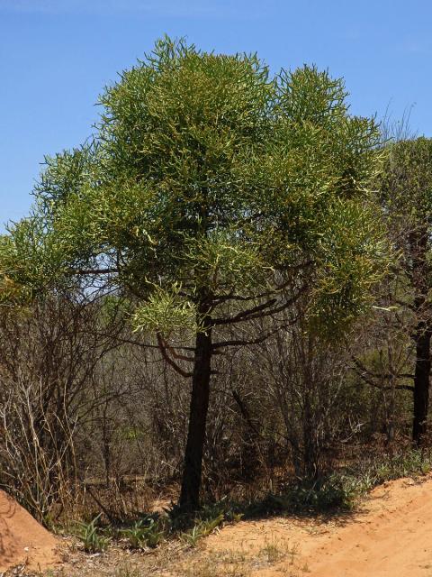 Pryšec (Euphorbia tirucalli L.)