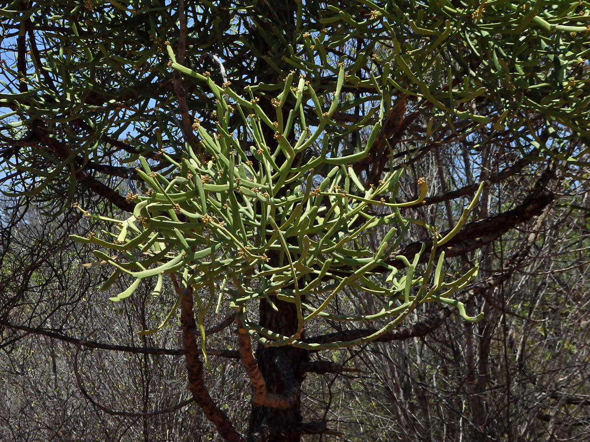 Pryšec (Euphorbia tirucalli L.)