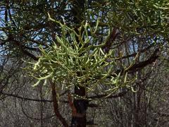 Pryšec (Euphorbia tirucalli L.)