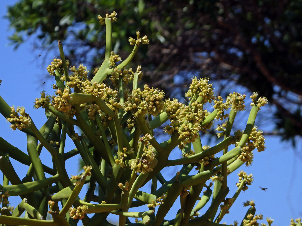 Pryšec (Euphorbia tirucalli L.)