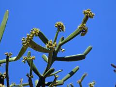 Pryšec (Euphorbia tirucalli L.)