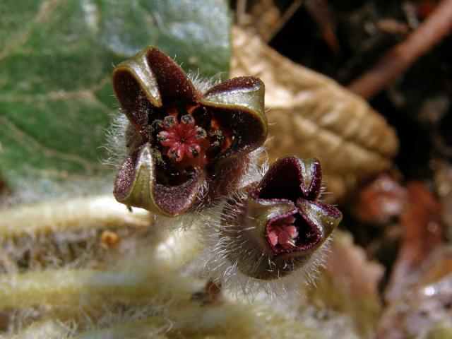 Kopytník evropský (Asarum europaeum L.)