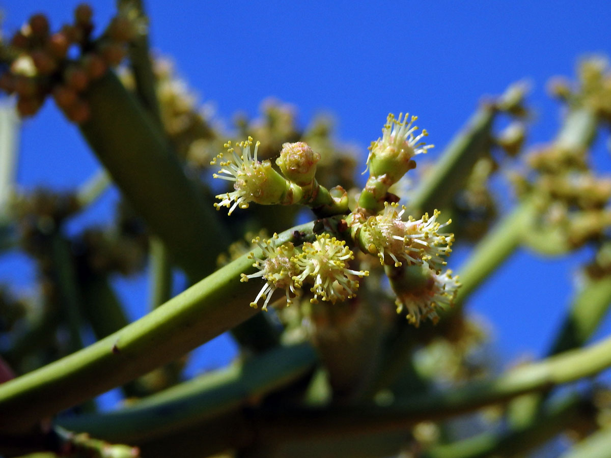 Pryšec (Euphorbia tirucalli L.)