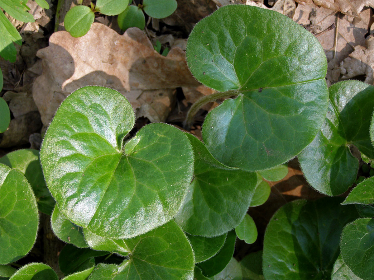 Kopytník evropský (Asarum europaeum L.)