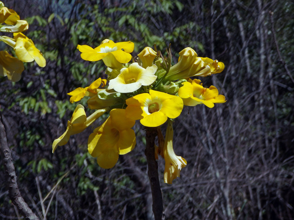 Uncarina peltata Stapf