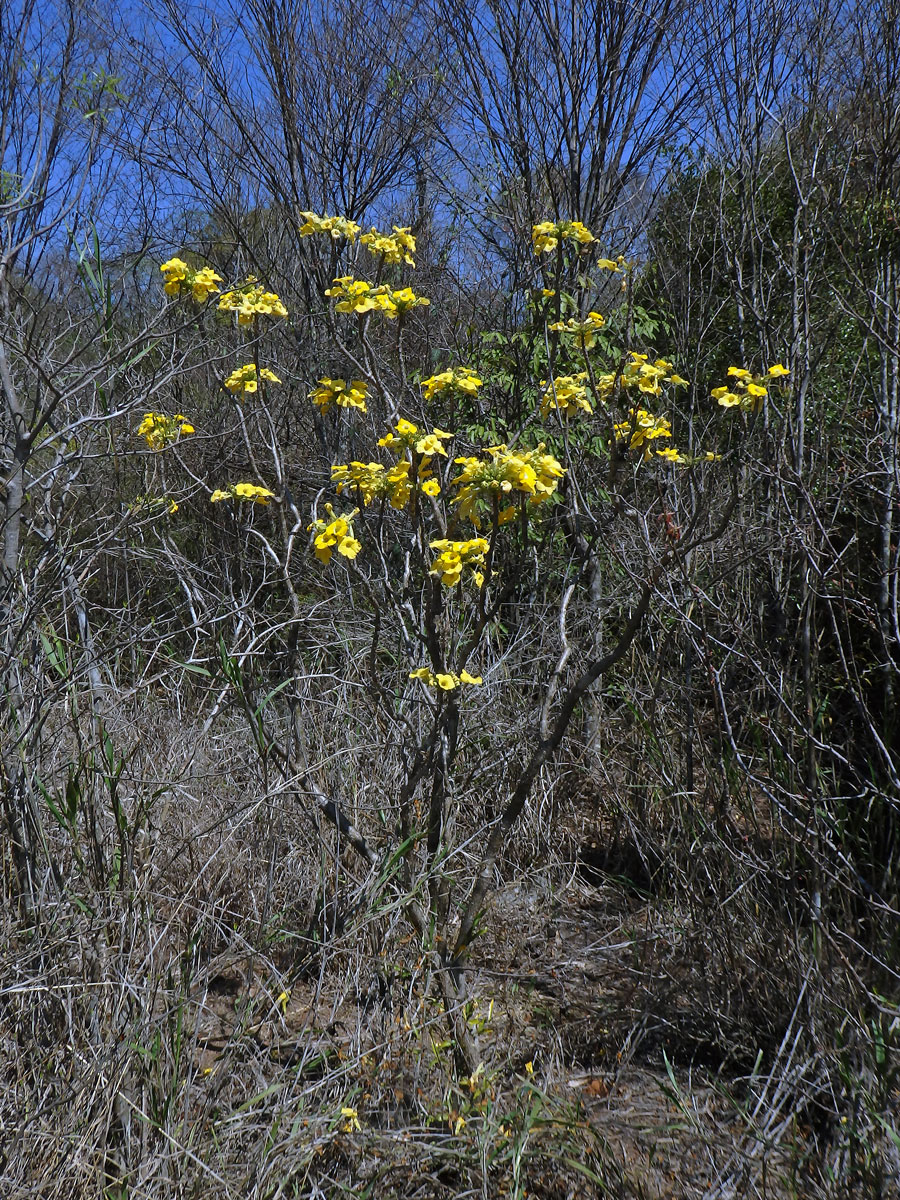 Uncarina peltata Stapf