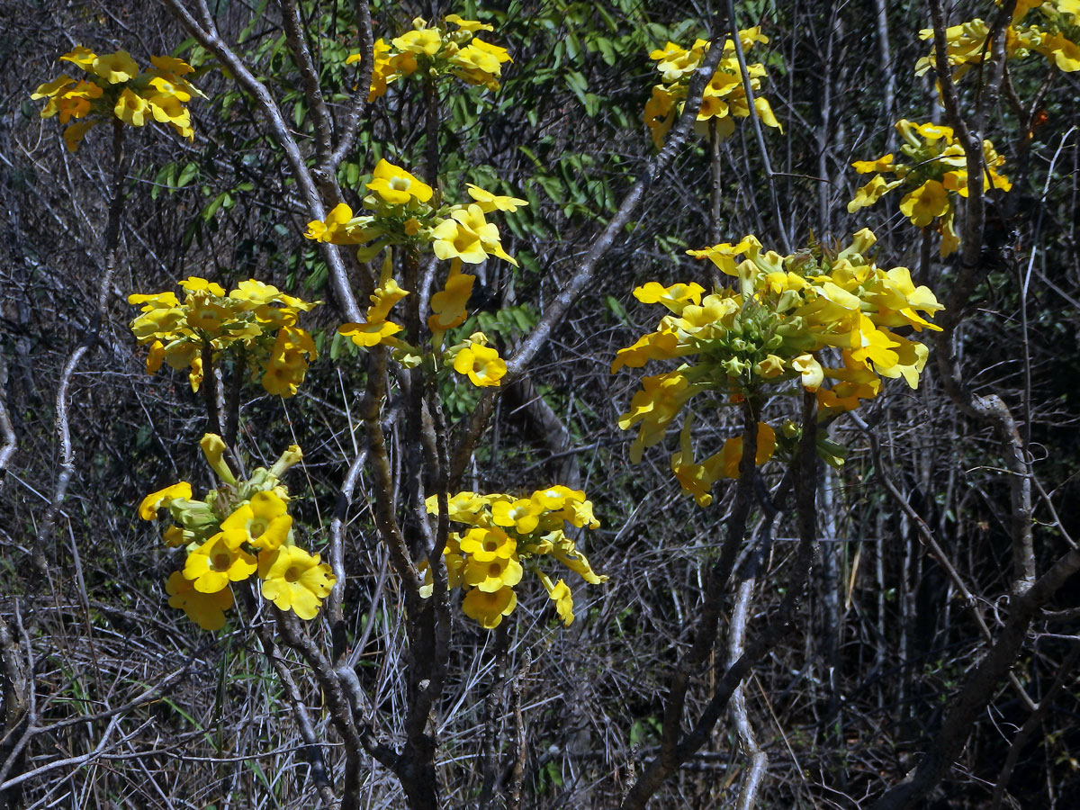 Uncarina peltata Stapf