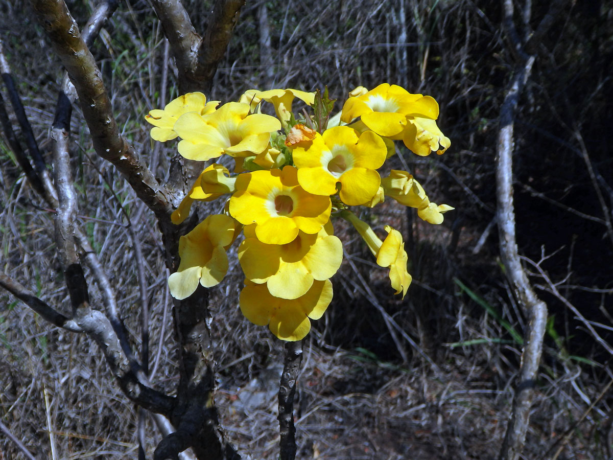 Uncarina peltata Stapf