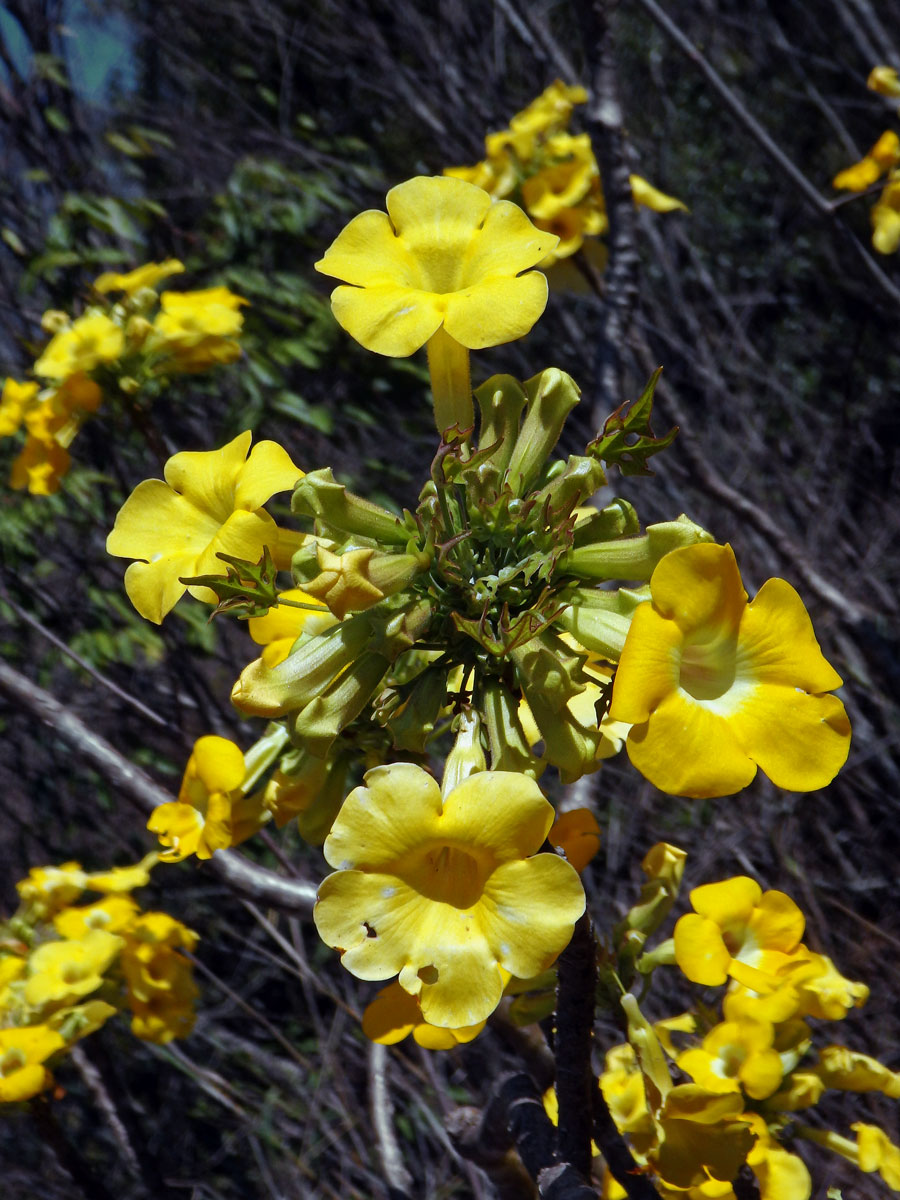 Uncarina peltata Stapf