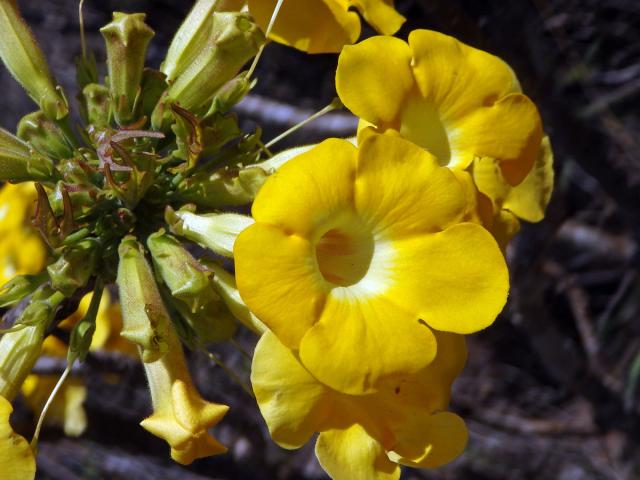 Uncarina peltata Stapf