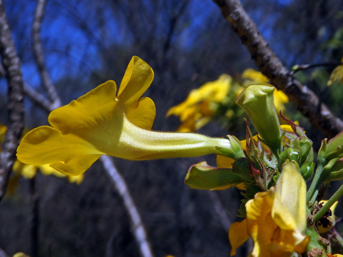 Uncarina peltata Stapf