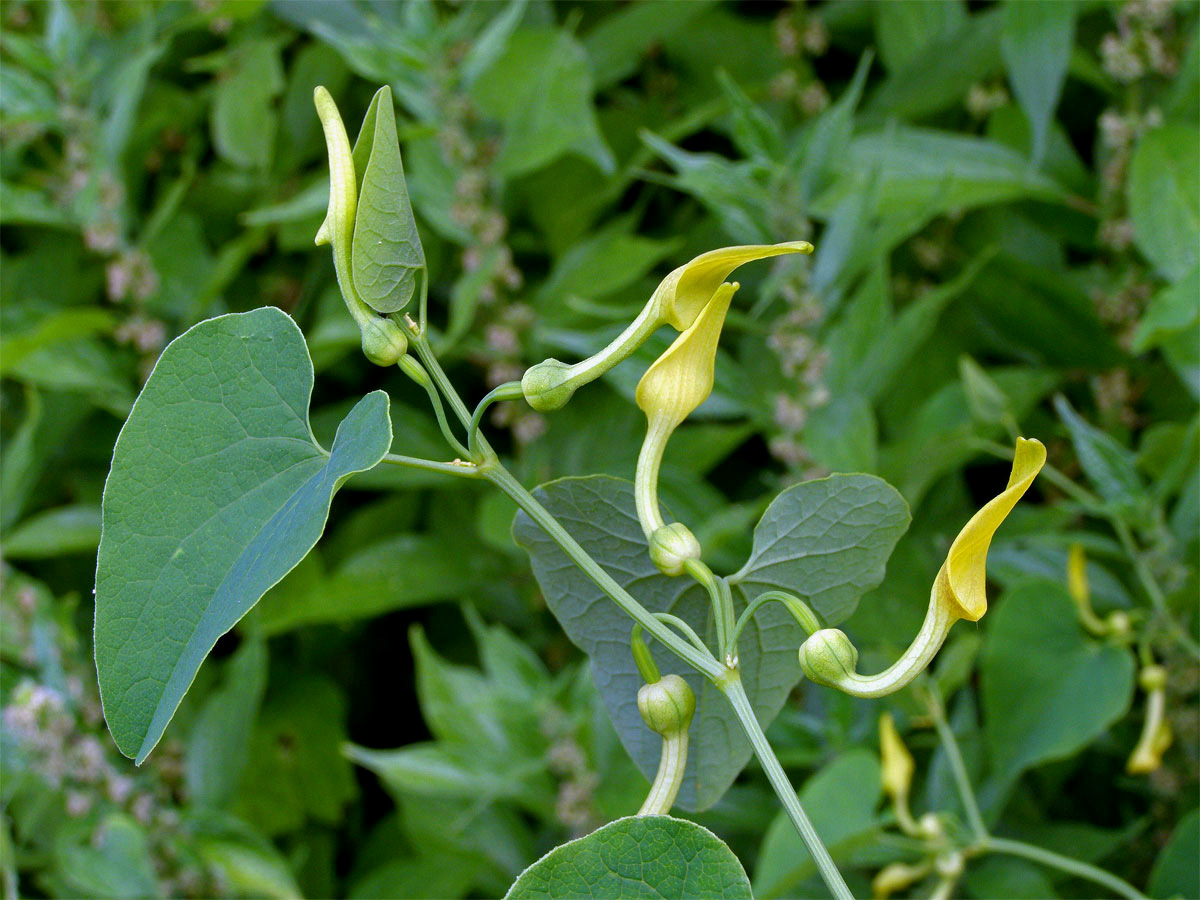 Podražec křovištní (Aristolochia clematitis L.)