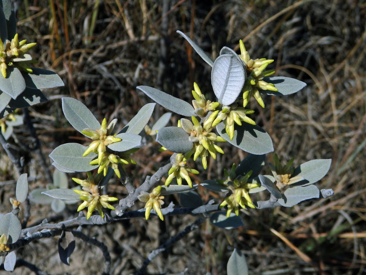 Pervillaea venenata (Baill.) Klack.