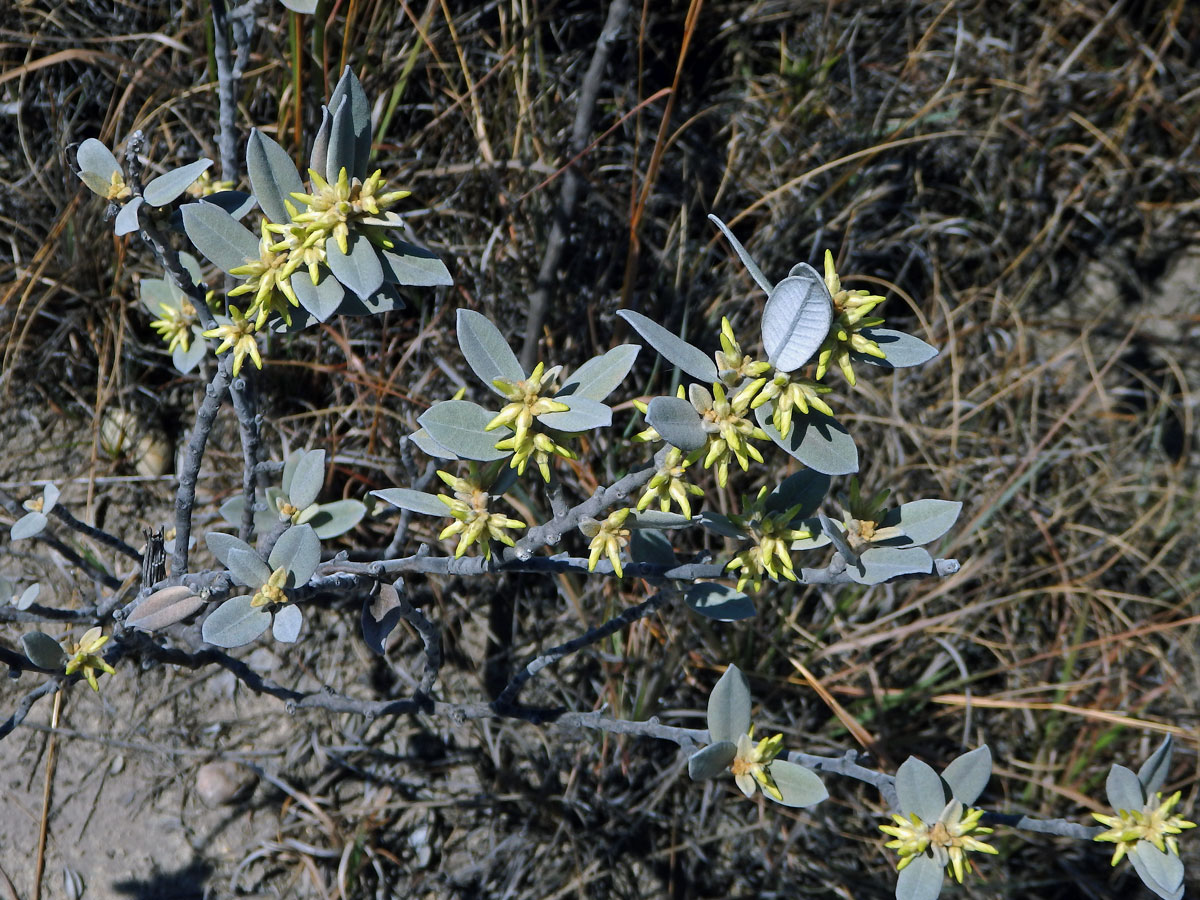 Pervillaea venenata (Baill.) Klack.