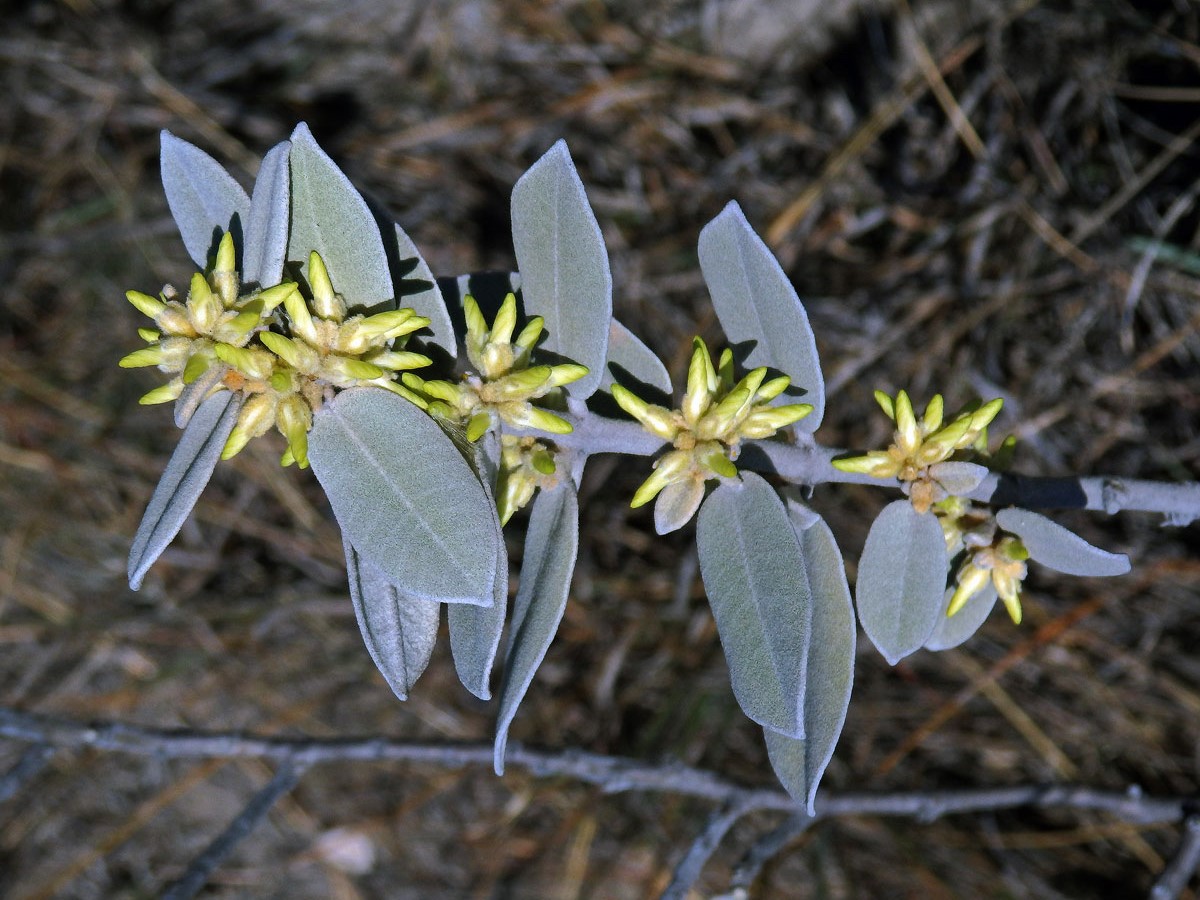 Pervillaea venenata (Baill.) Klack.