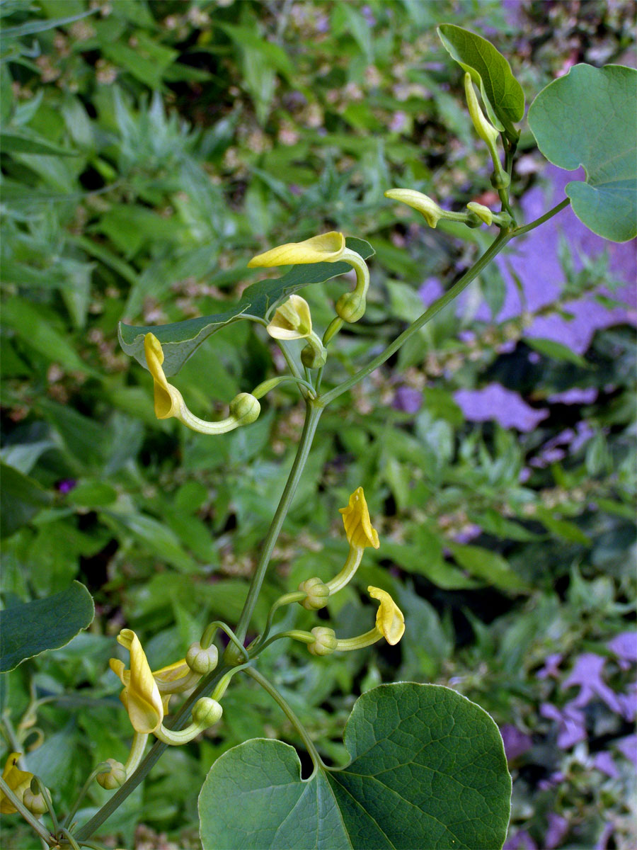 Podražec křovištní (Aristolochia clematitis L.)