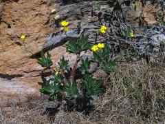 Pachypodium rosulatum subsp. gracilius (H. Perrier) Lϋthy