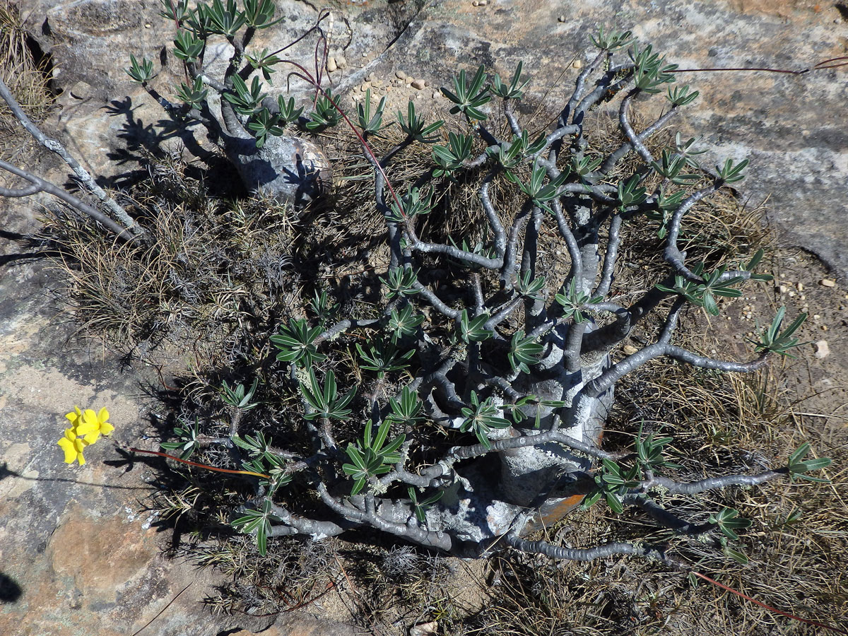 Pachypodium rosulatum subsp. gracilius (H. Perrier) Lϋthy