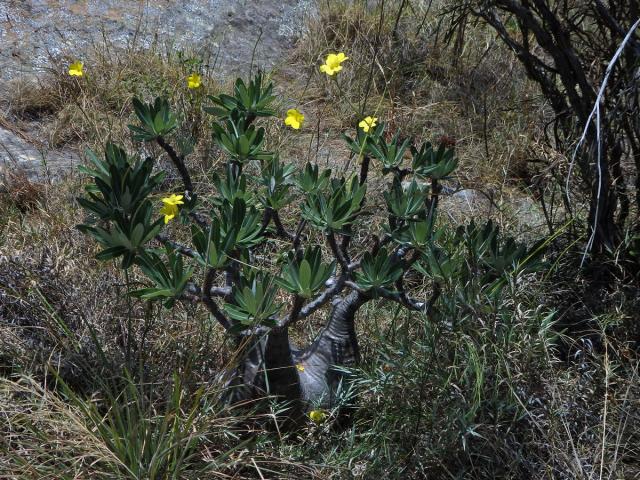 Pachypodium rosulatum subsp. gracilius (H. Perrier) Lϋthy