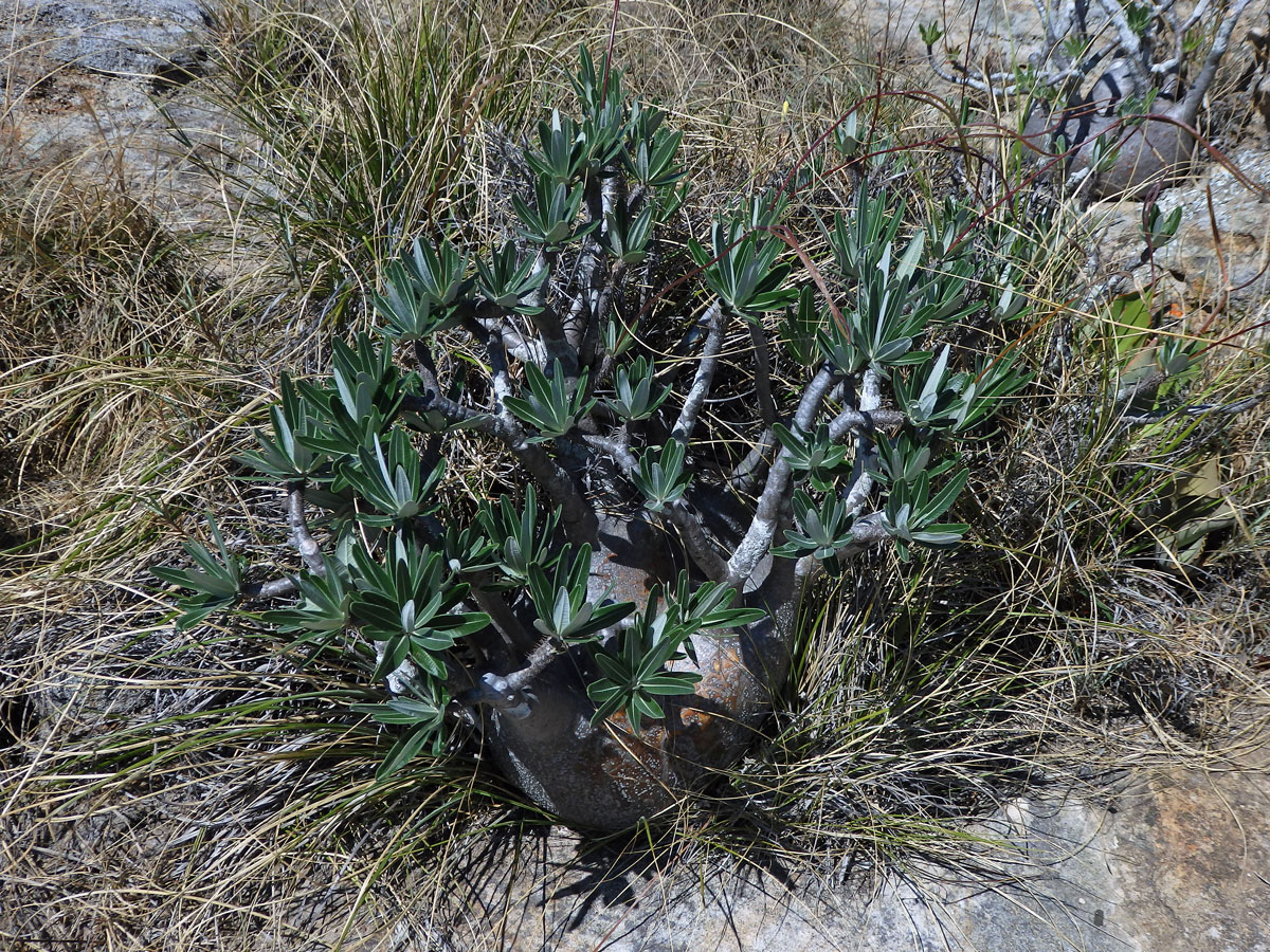 Pachypodium rosulatum subsp. gracilius (H. Perrier) Lϋthy