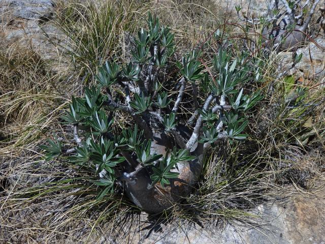 Pachypodium rosulatum subsp. gracilius (H. Perrier) Lϋthy