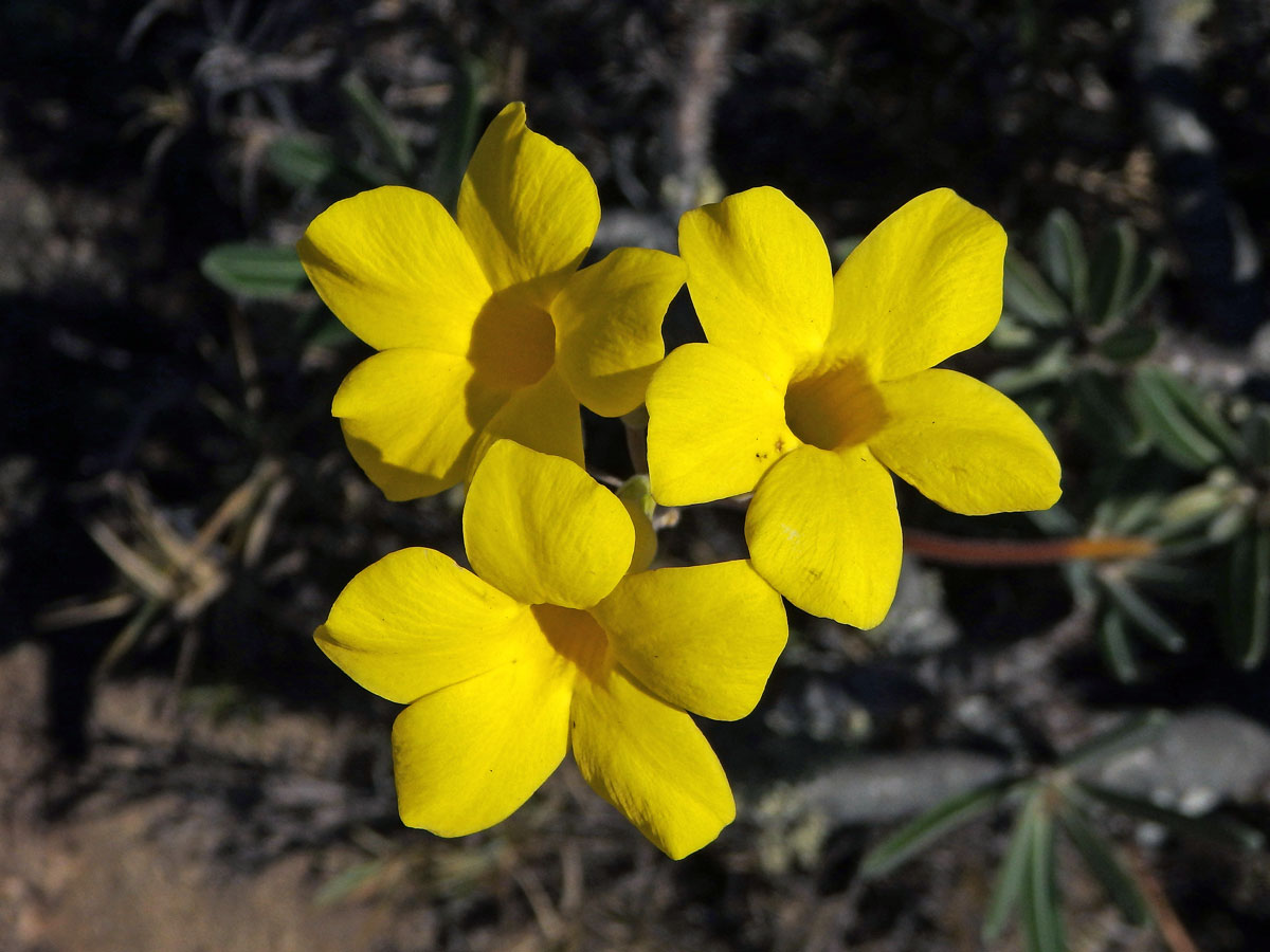 Pachypodium rosulatum subsp. gracilius (H. Perrier) Lϋthy