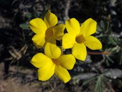 Pachypodium rosulatum subsp. gracilius (H. Perrier) Lϋthy