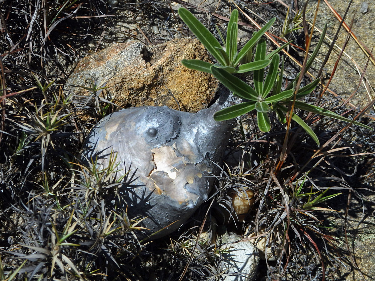 Pachypodium rosulatum subsp. gracilius (H. Perrier) Lϋthy