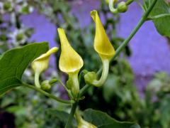 Podražec křovištní (Aristolochia clematitis L.)