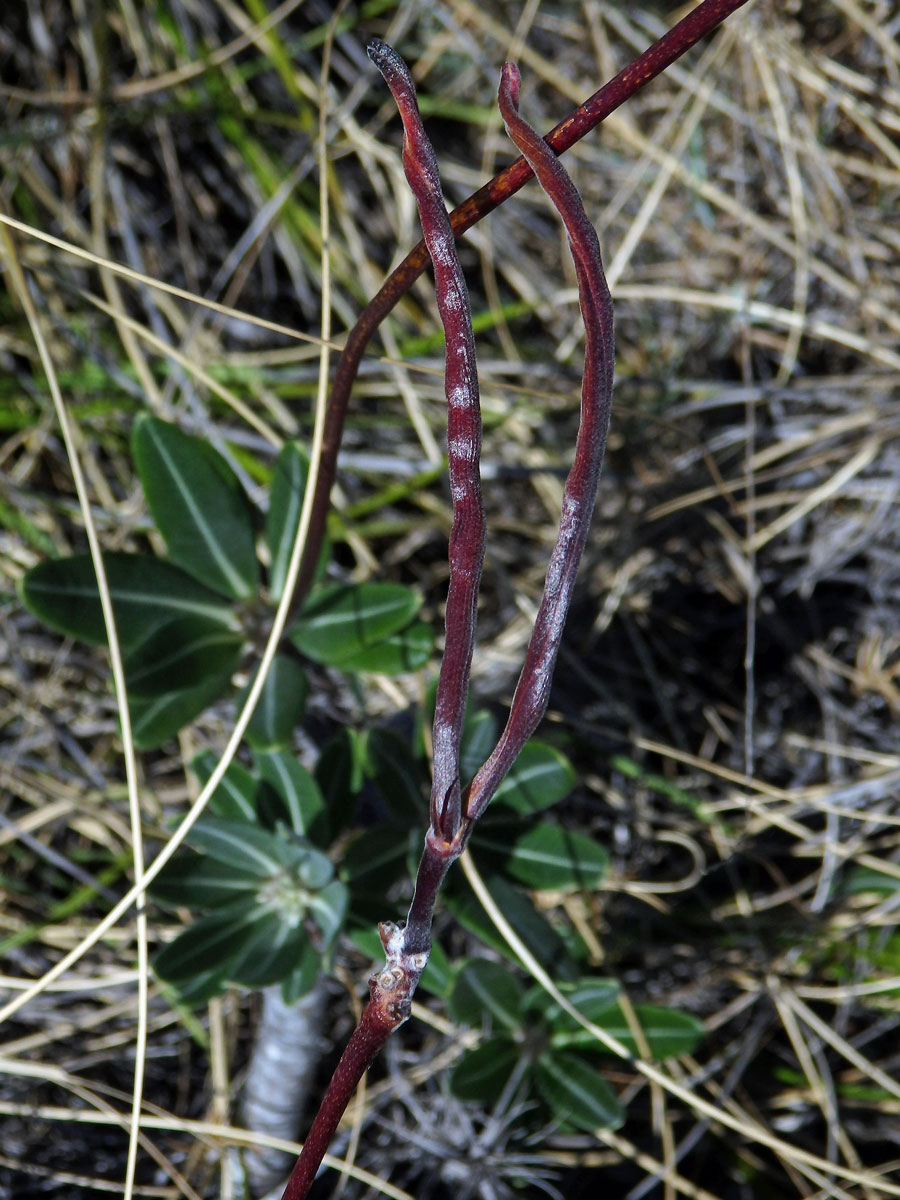 Pachypodium rosulatum subsp. gracilius (H. Perrier) Lϋthy