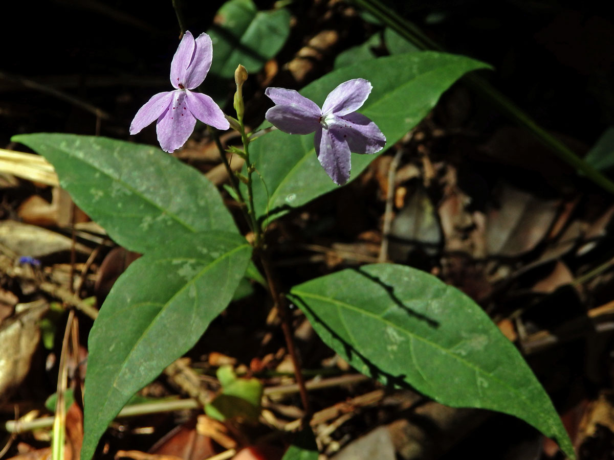 Pseuderanthemum variabile (R. Br.) Radik.