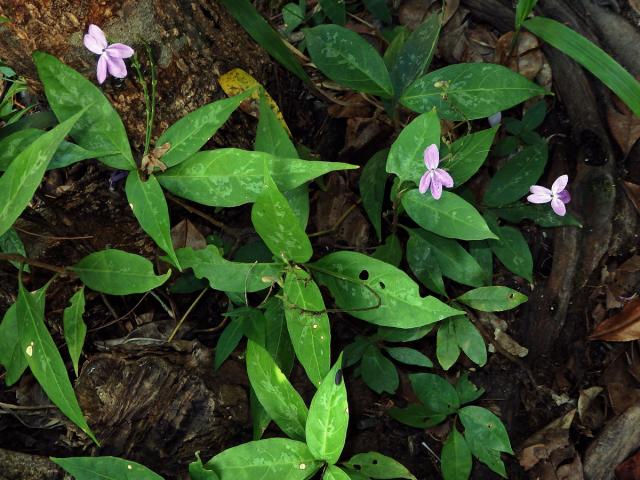 Pseuderanthemum variabile (R. Br.) Radik.