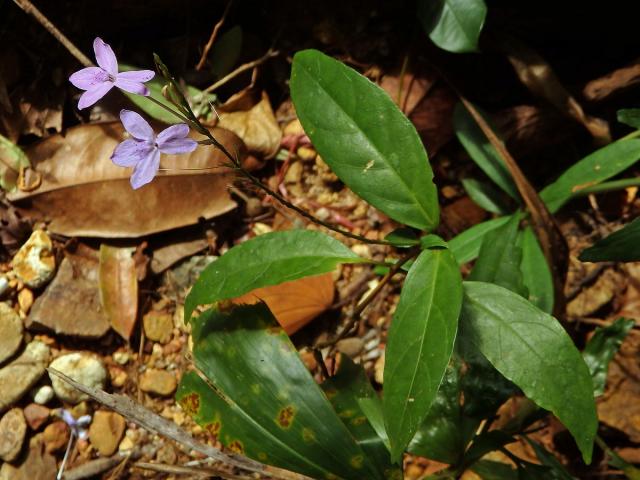 Pseuderanthemum variabile (R. Br.) Radik.