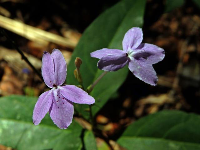 Pseuderanthemum variabile (R. Br.) Radik.