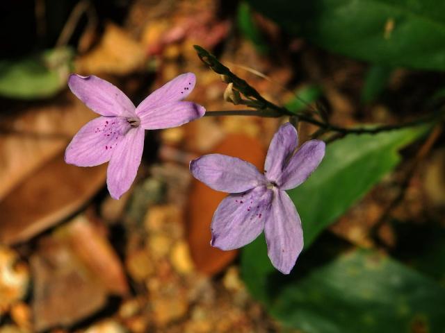 Pseuderanthemum variabile (R. Br.) Radik.