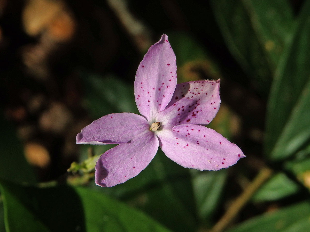 Pseuderanthemum variabile (R. Br.) Radik.