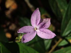 Pseuderanthemum variabile (R. Br.) Radik.