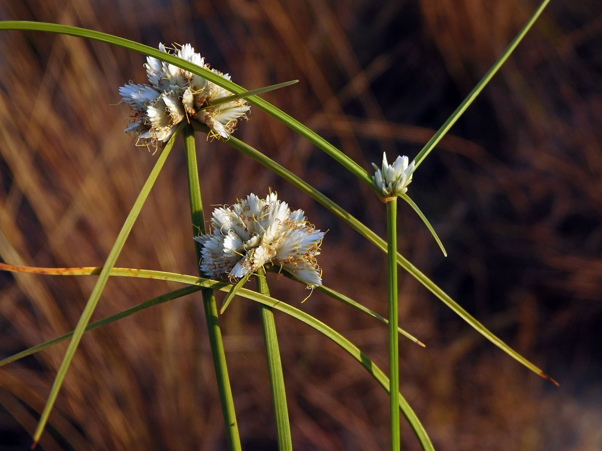 Šáchor (Cyperus conglomeratus Rottb.)