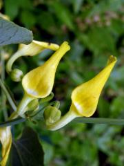 Podražec křovištní (Aristolochia clematitis L.)